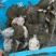 生态甲鱼甲鱼苗