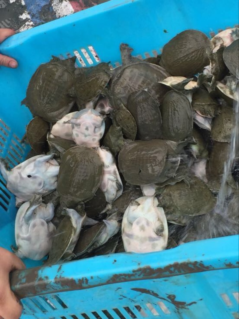 生态甲鱼甲鱼苗