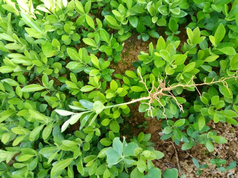 红橘苗30cm以下