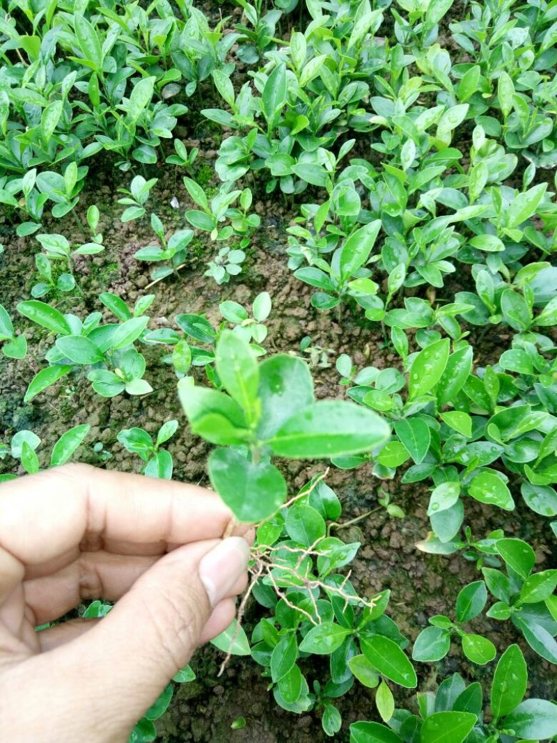 红橘苗30cm以下