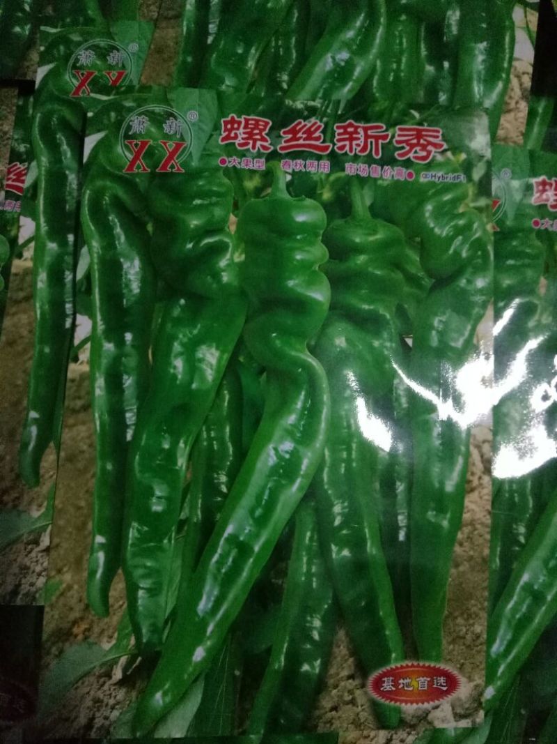 龙椒种子，线椒，黄线椒螺丝椒种子95%以上