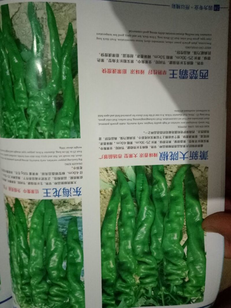 龙椒种子，线椒，黄线椒螺丝椒种子95%以上