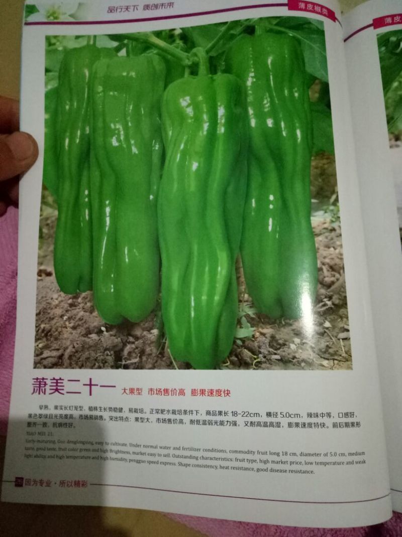 【有好货】泡椒种子牛角椒，308椒