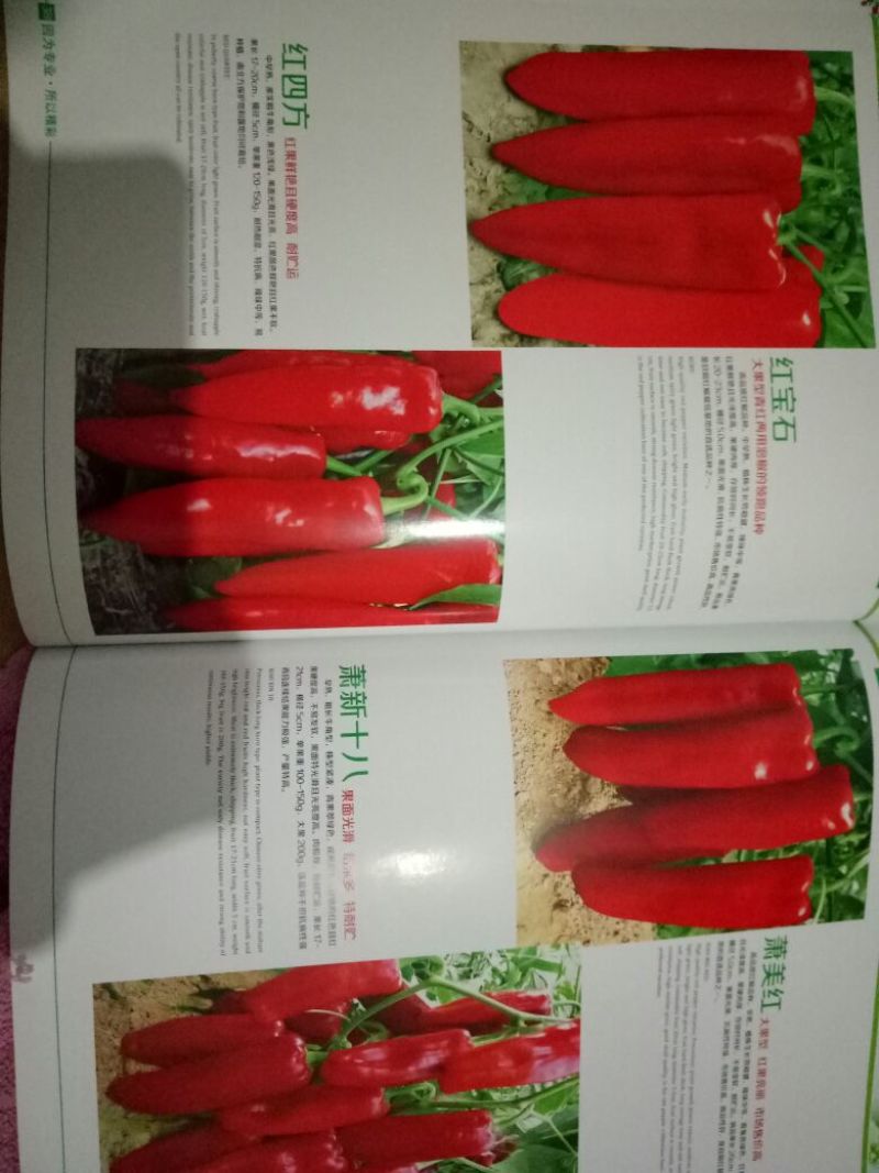 【有好货】泡椒种子牛角椒，308椒
