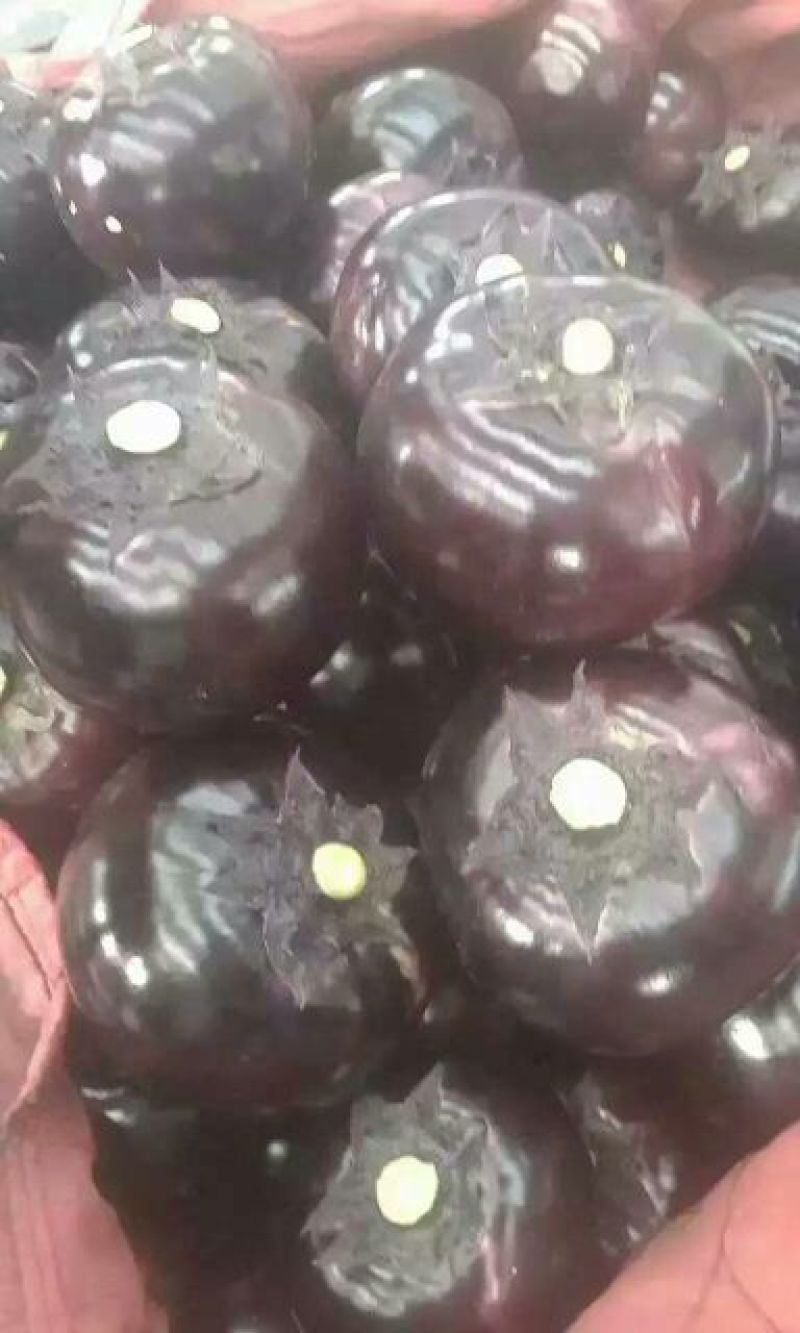 河北永年精品紫光圆茄大量供应中5两以上