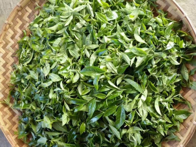 古树普洱茶