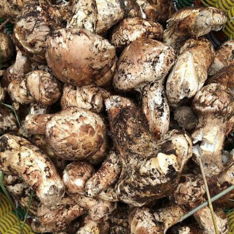 松茸5厘米以上三级