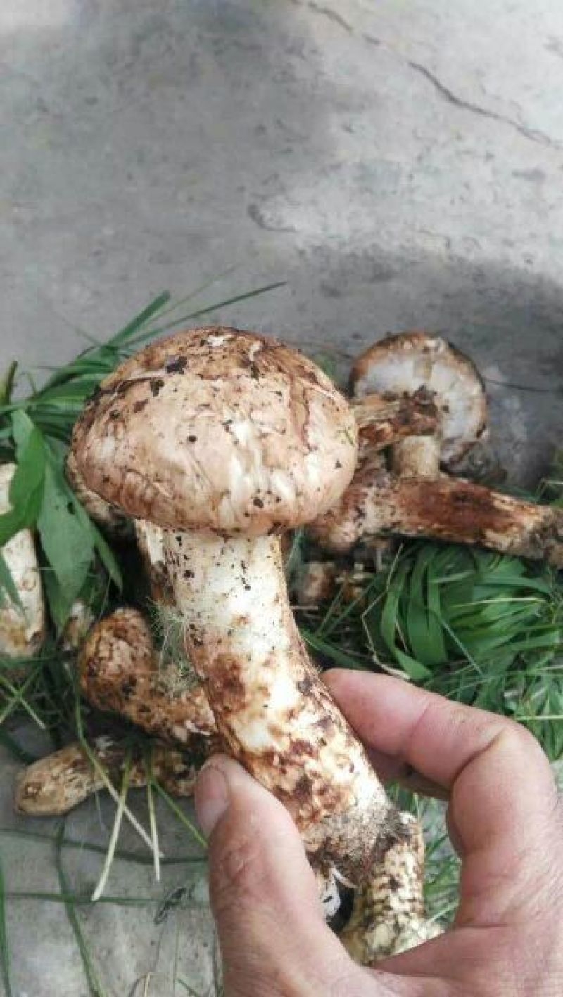 松茸5厘米以上三级