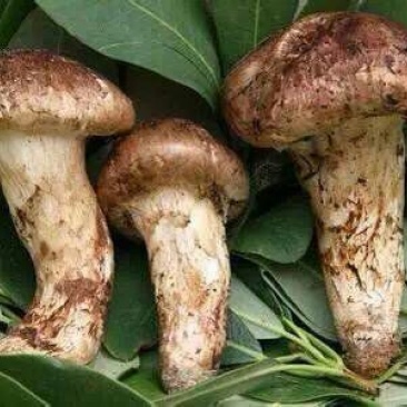 松茸5厘米以上三级