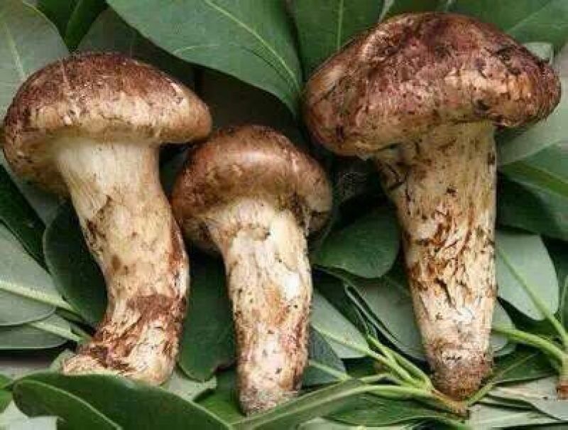 松茸5厘米以上三级