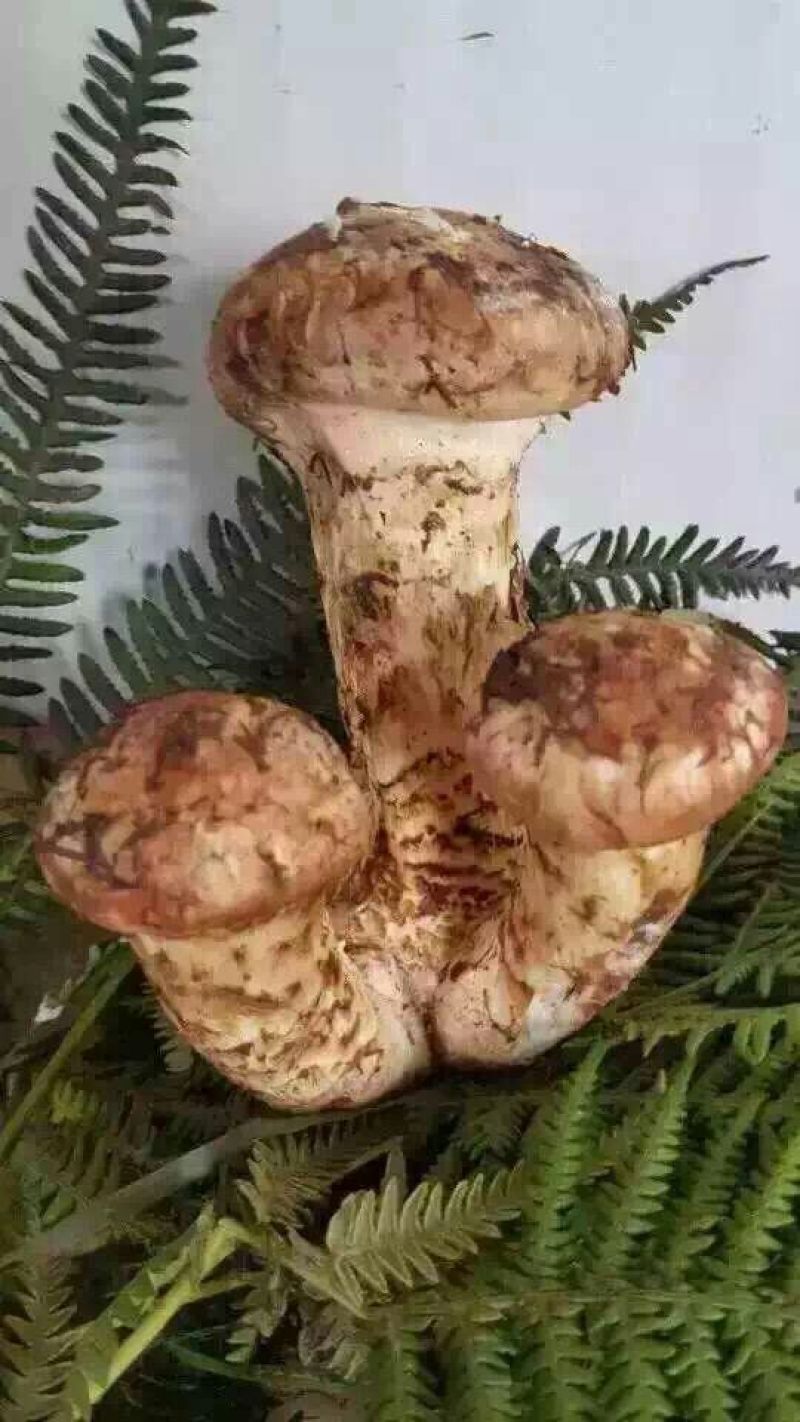 松茸5厘米以上三级