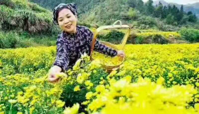 皇菊茶特级