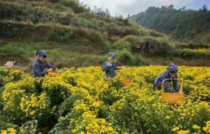 皇菊茶特级