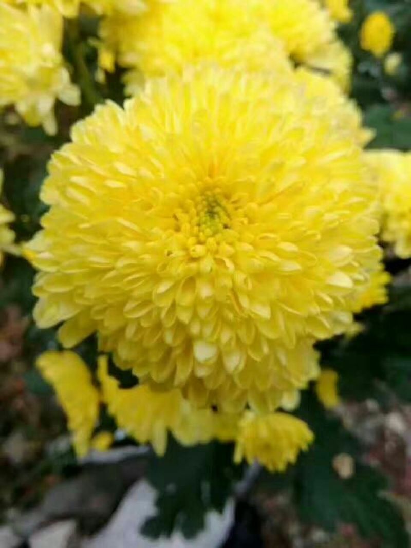 皇菊茶特级