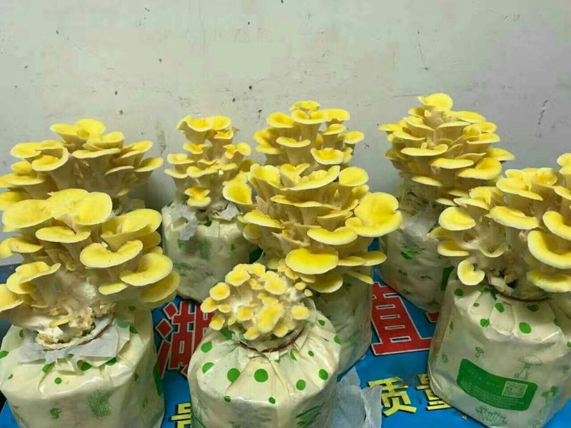 菌棒