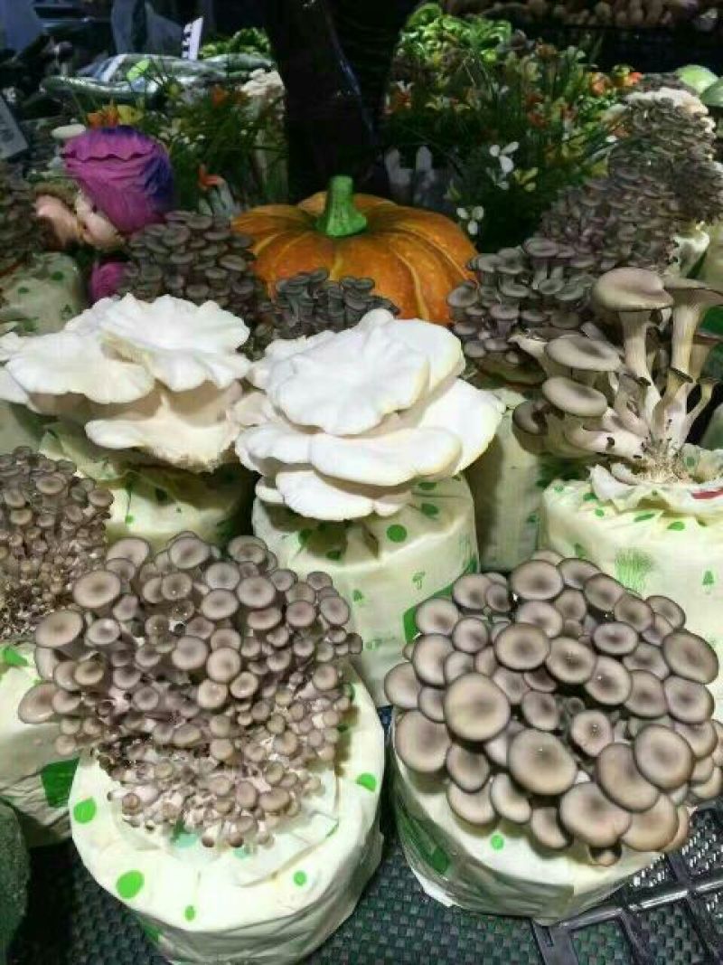 菌棒
