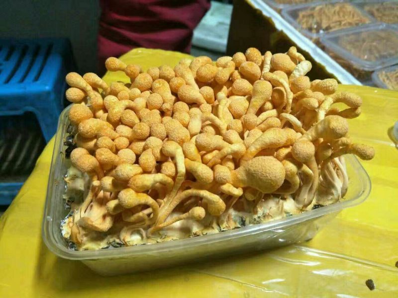 菌棒