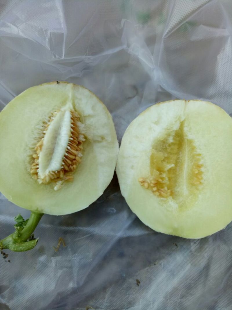 甜瓜通货1斤以上