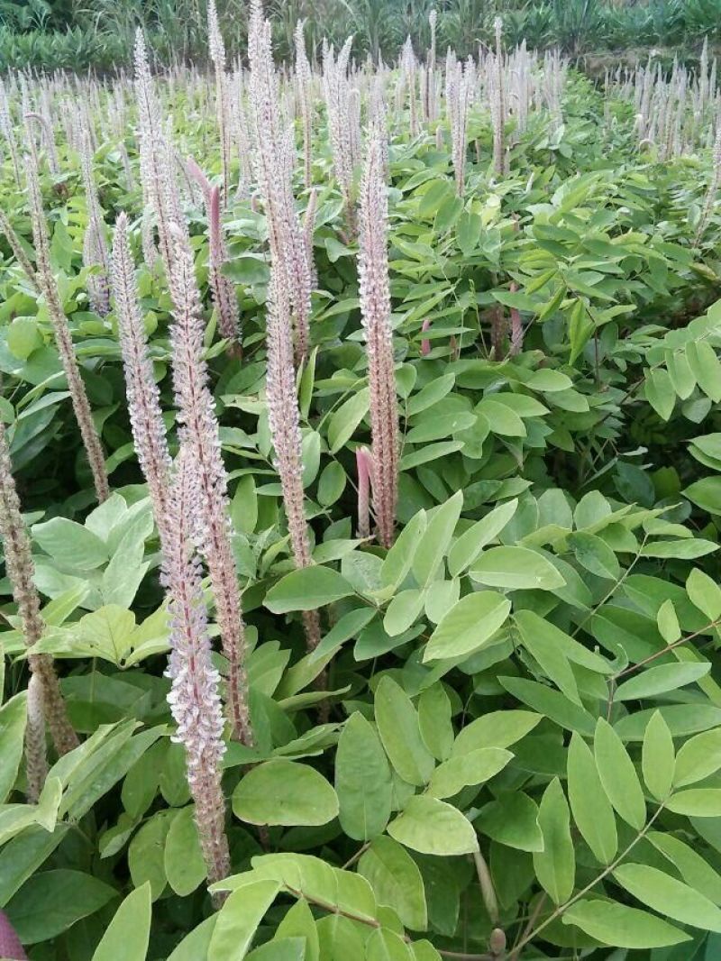 石参根干货鲜条水冼烤干货香味十足