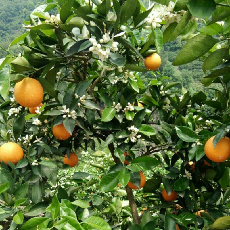 夏橙枝头鲜果，果园现采现装，交通便利，包装齐全