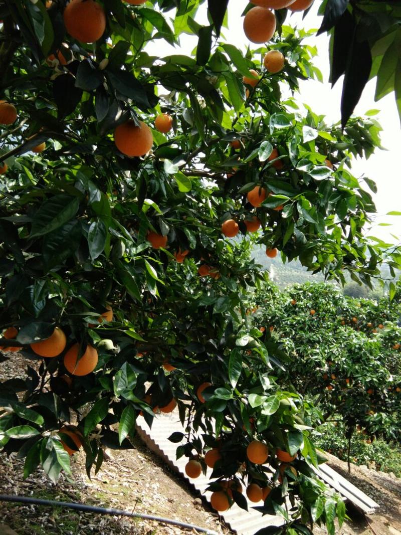 夏橙枝头鲜果，果园现采现装，交通便利，包装齐全