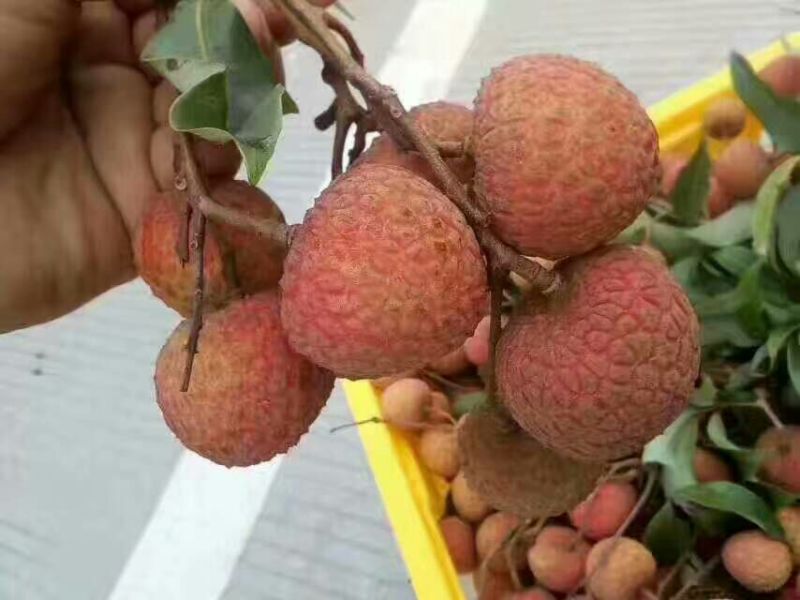 白糖罂荔枝1.5~2cm