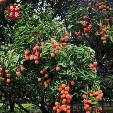 白糖罂荔枝1.5~2cm