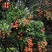 白糖罂荔枝1.5~2cm