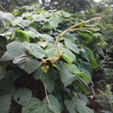 野生葛根