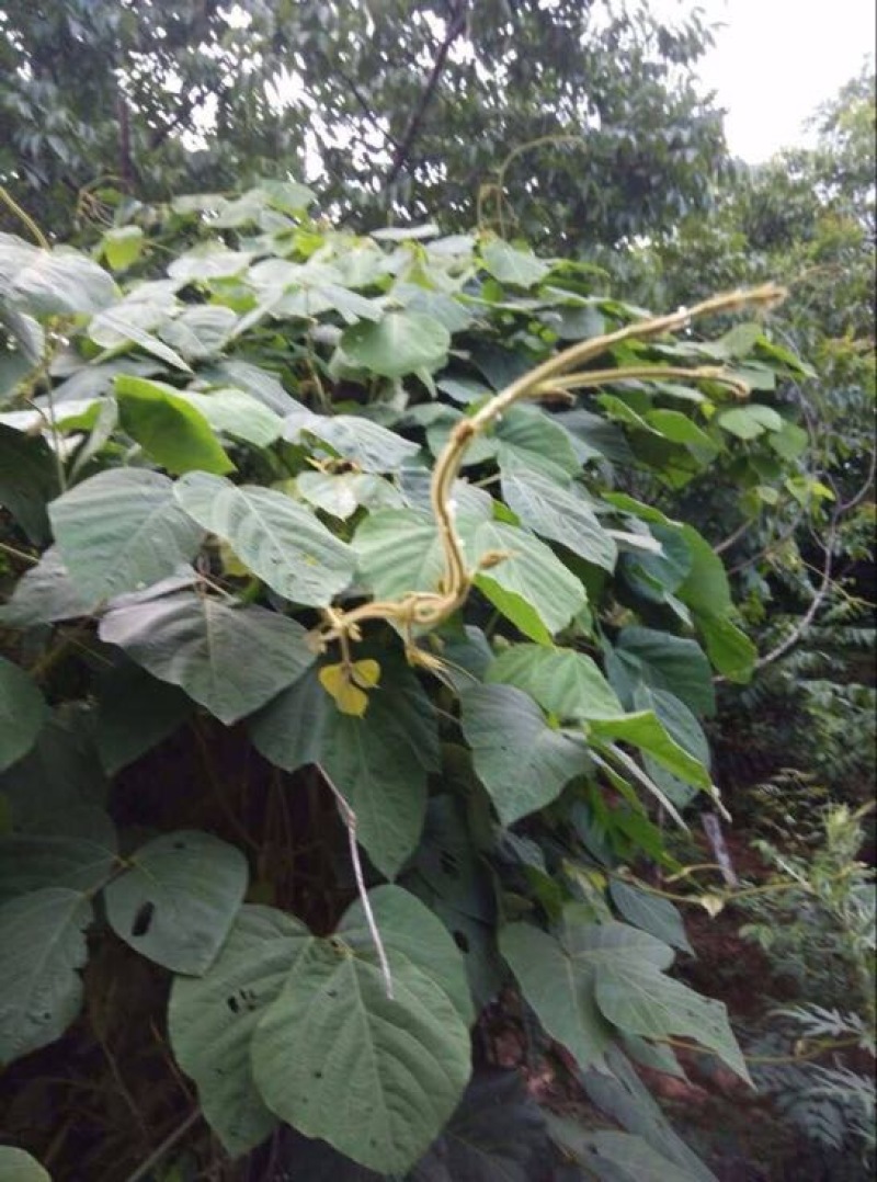 野生葛根