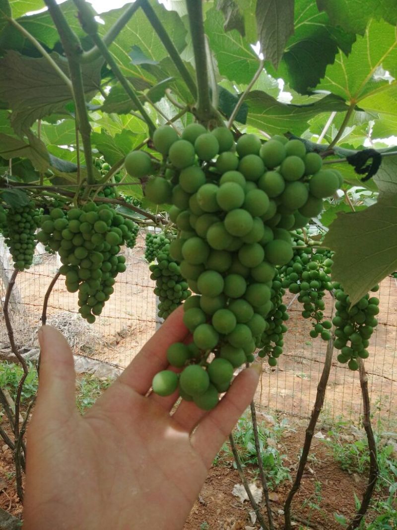 葡萄_水晶葡萄-小串，2-3两左右