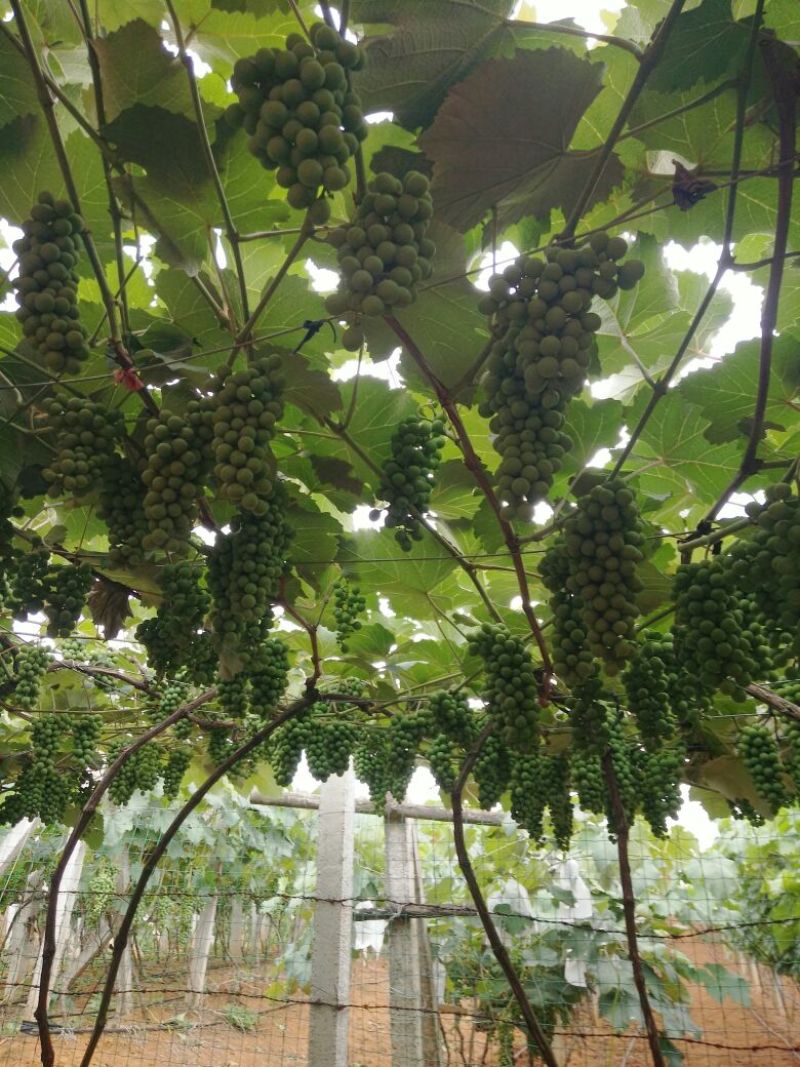葡萄_水晶葡萄-小串，2-3两左右