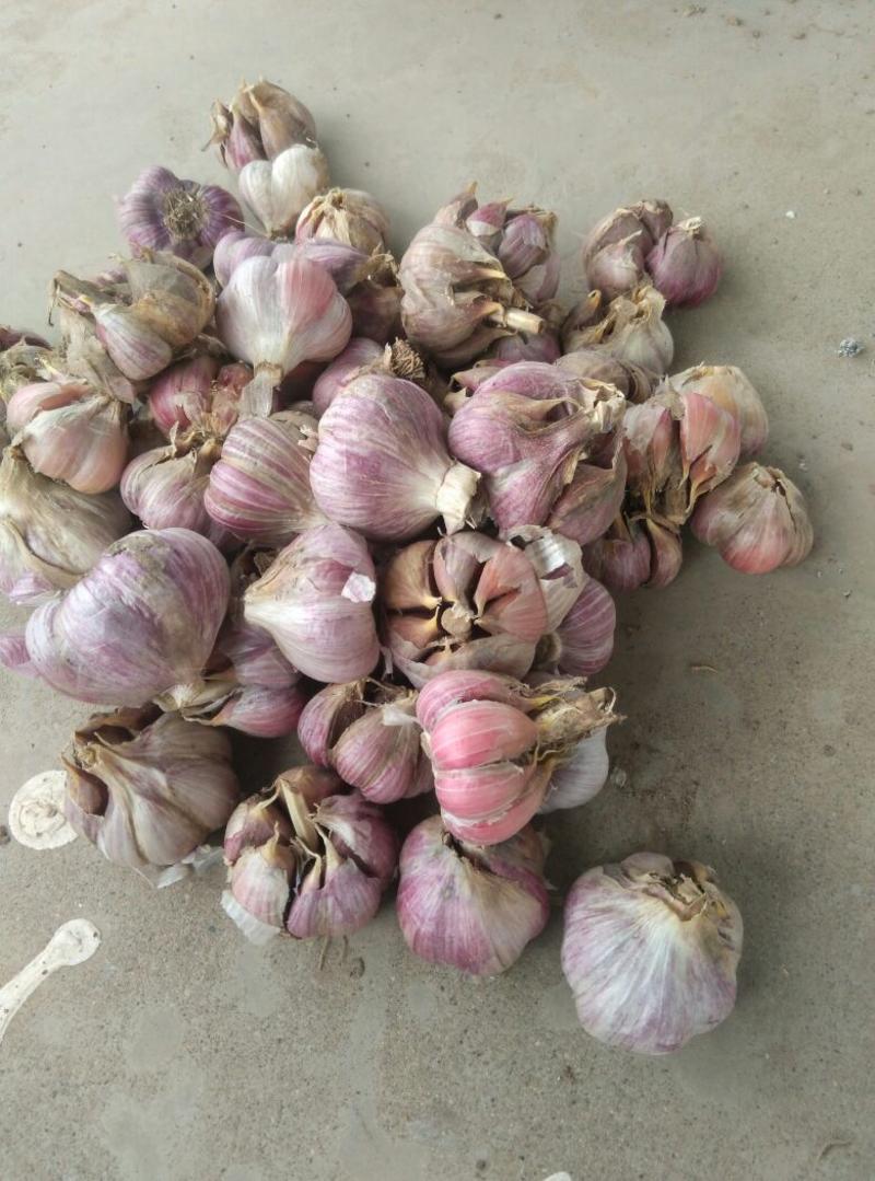 蒜苔种，蒜苗种，紫皮蒜种香蒜土蒜，蒜味浓，辣香