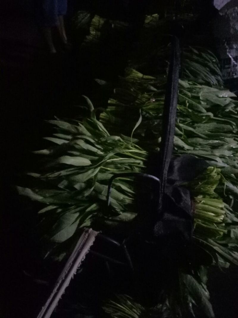 竹叶空心菜30厘米以上