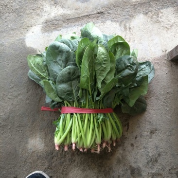 名门菠菜25~30厘米