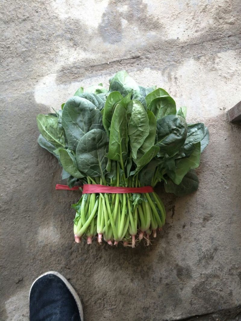 名门菠菜25~30厘米