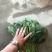 名门菠菜25~30厘米