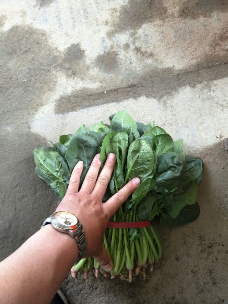 名门菠菜25~30厘米