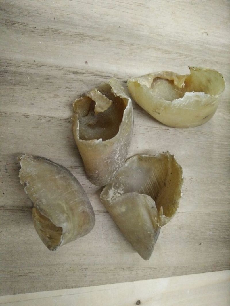 猪蹄甲选货中药材批发零售大量供应货真价实