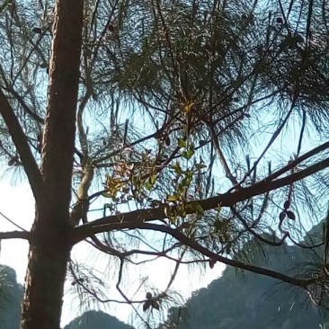 百年大树茶特级