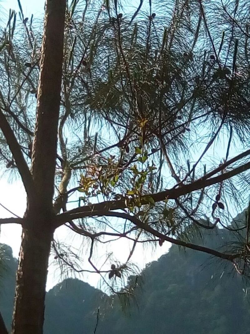 百年大树茶特级