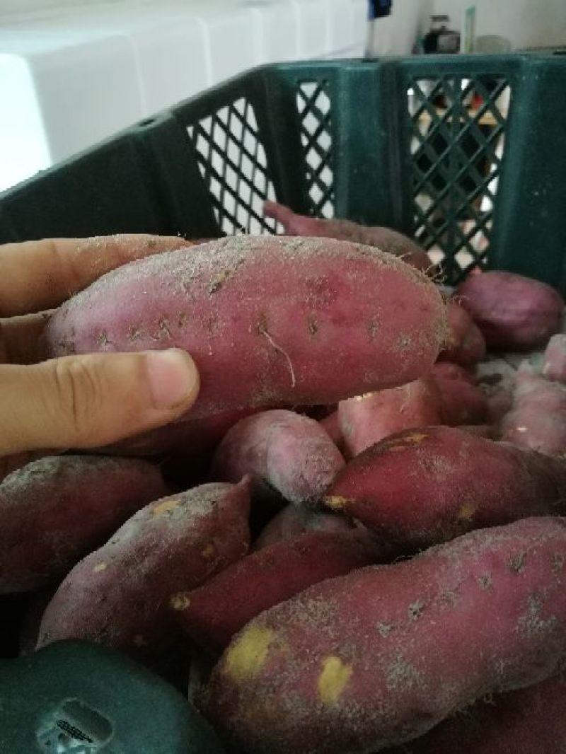 红薯黄心，中果，红皮