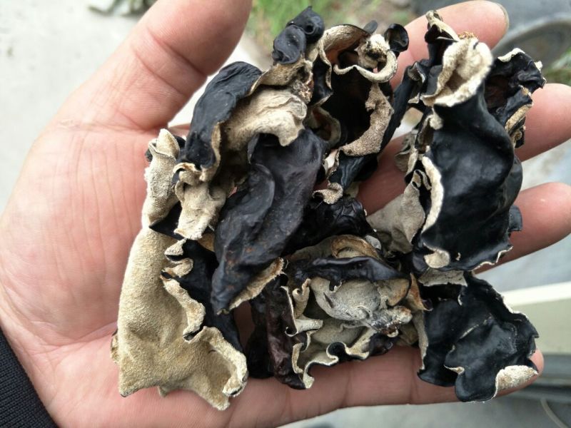 毛木耳种植基地长期代收毛木耳购销大木耳毛木耳优质货源