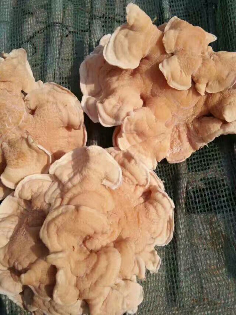 榆耳干榆耳榆耳种植基地单片大片无根榆耳