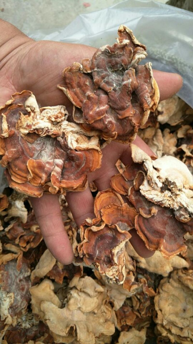 榆耳干榆耳榆耳种植基地单片大片无根榆耳