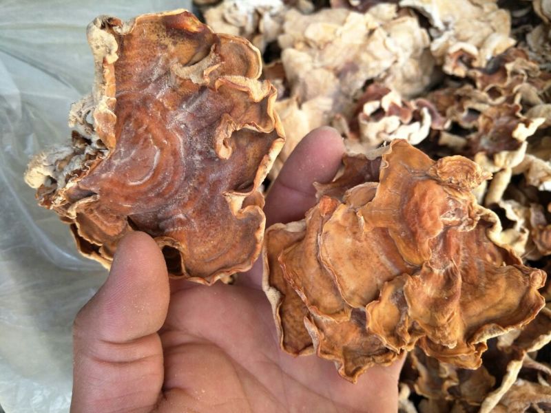 榆耳干榆耳榆耳种植基地单片大片无根榆耳