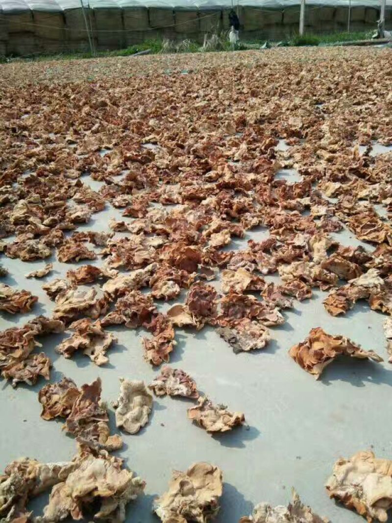 榆耳干榆耳榆耳种植基地单片大片无根榆耳