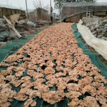 榆耳干榆耳榆耳种植基地单片大片无根榆耳