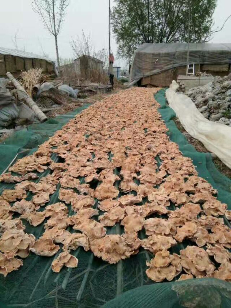 榆耳干榆耳榆耳种植基地单片大片无根榆耳