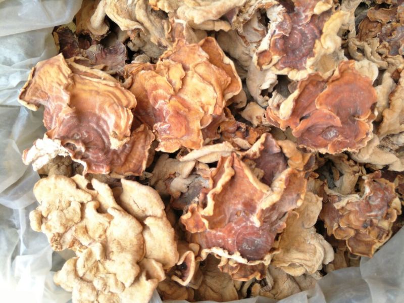 榆耳干榆耳榆耳种植基地单片大片无根榆耳